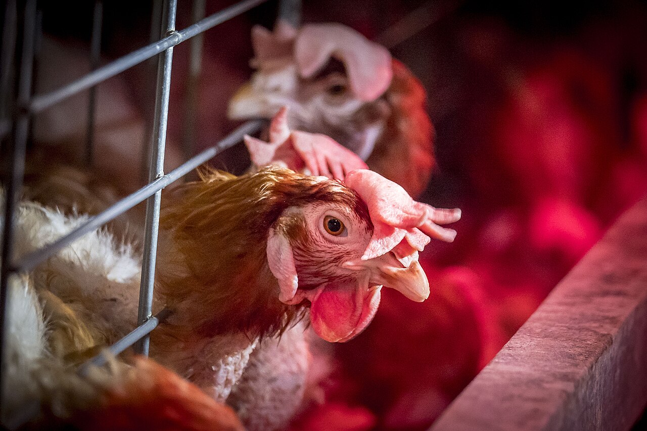 Quarantaine : le protocole qui protège tout votre cheptel